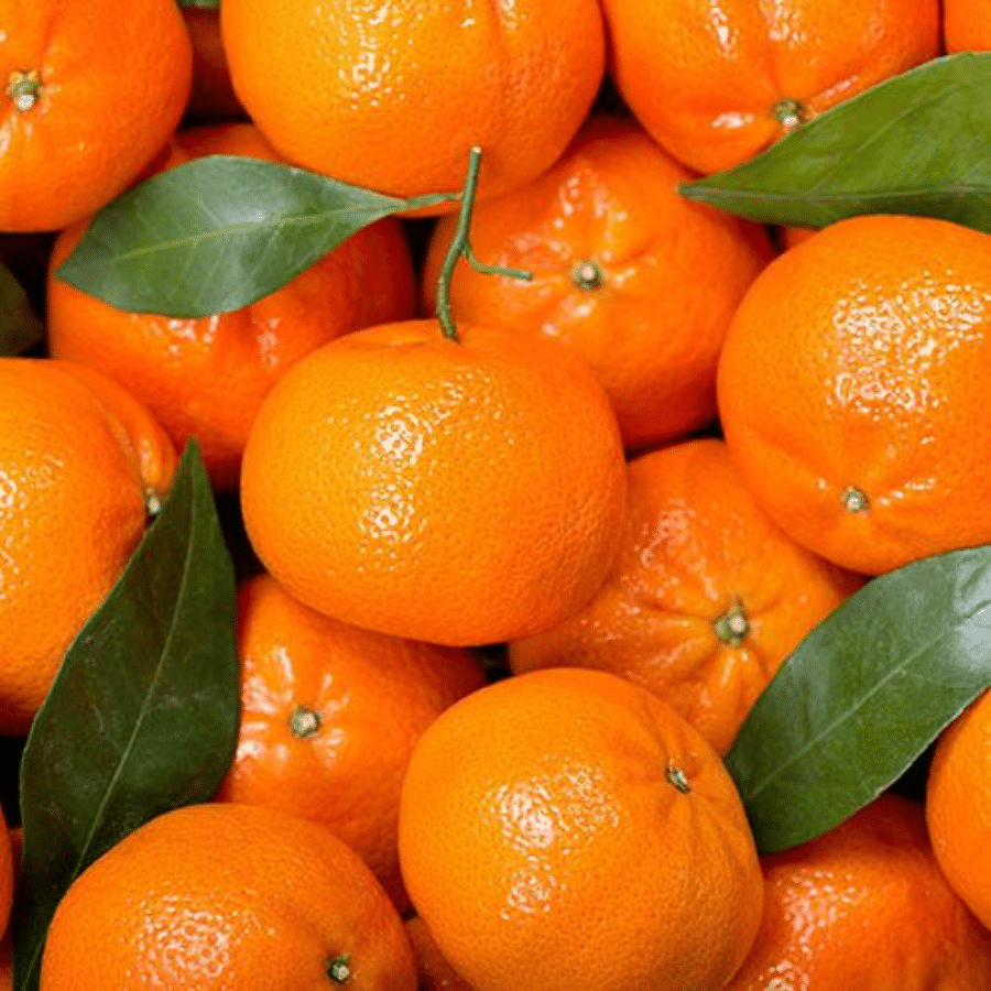 Clementine exported by Le Marocain Fruits & Nuts