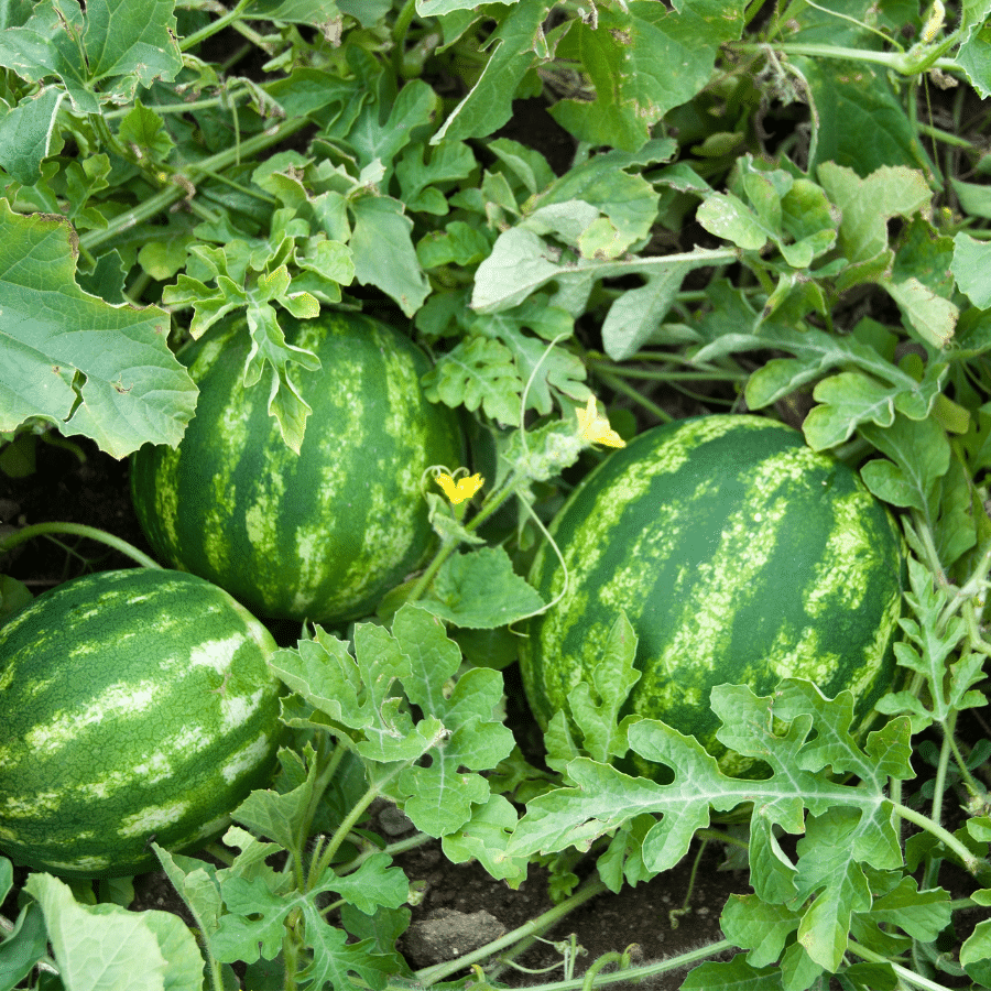 Watermelon exported by Le Marocain Fruits & Nuts
