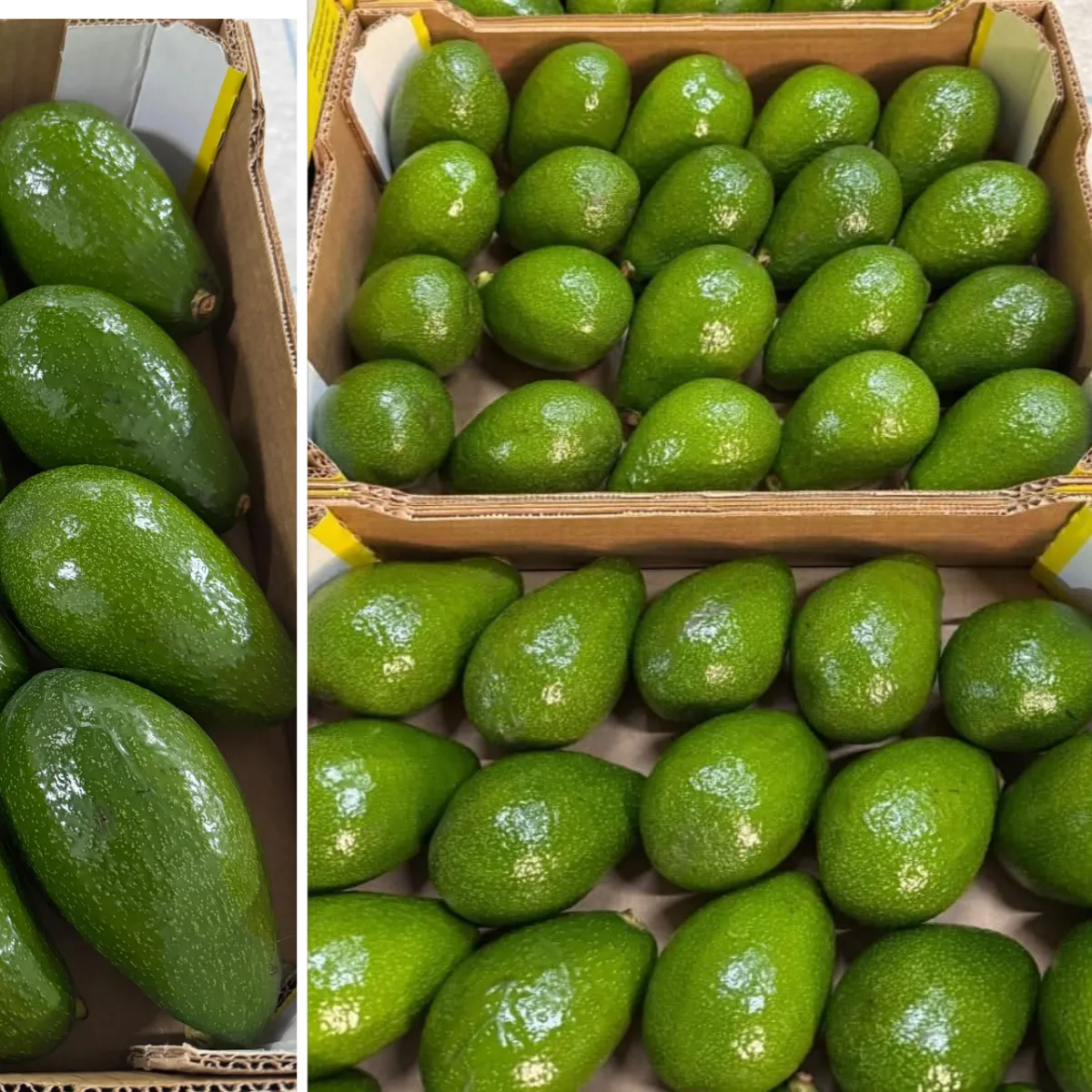Fresh Moroccan Avokado for export