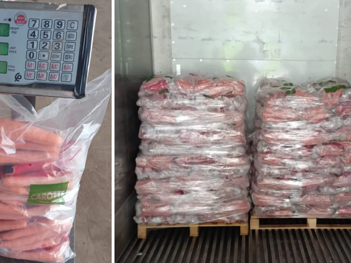 Fresh Moroccan Carrot for export