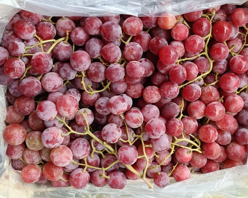 Fresh Moroccan Grapes for export