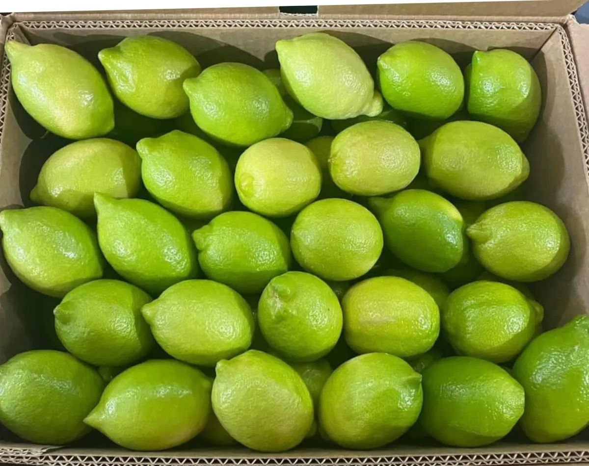 Fresh Moroccan Citron for export