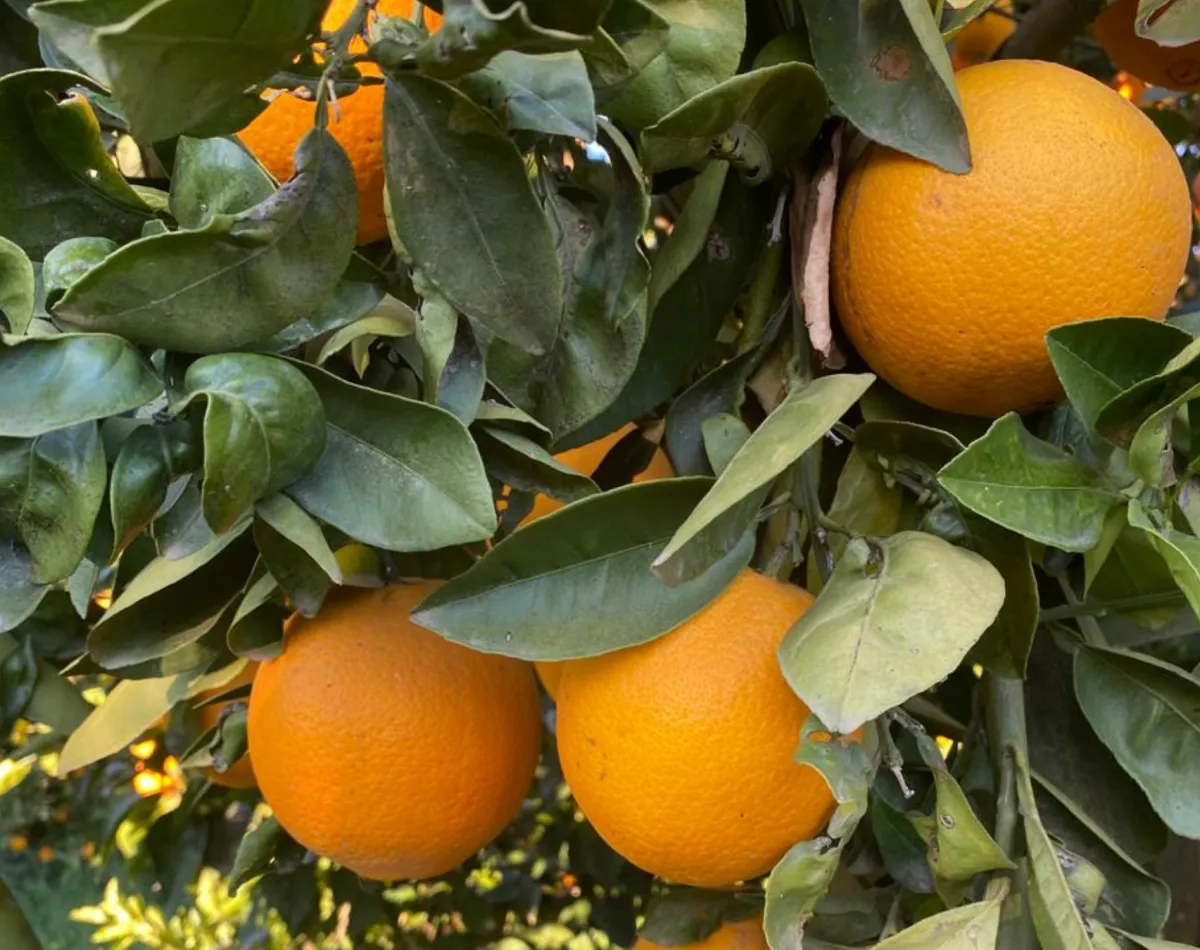 Fresh Moroccan Orange for export