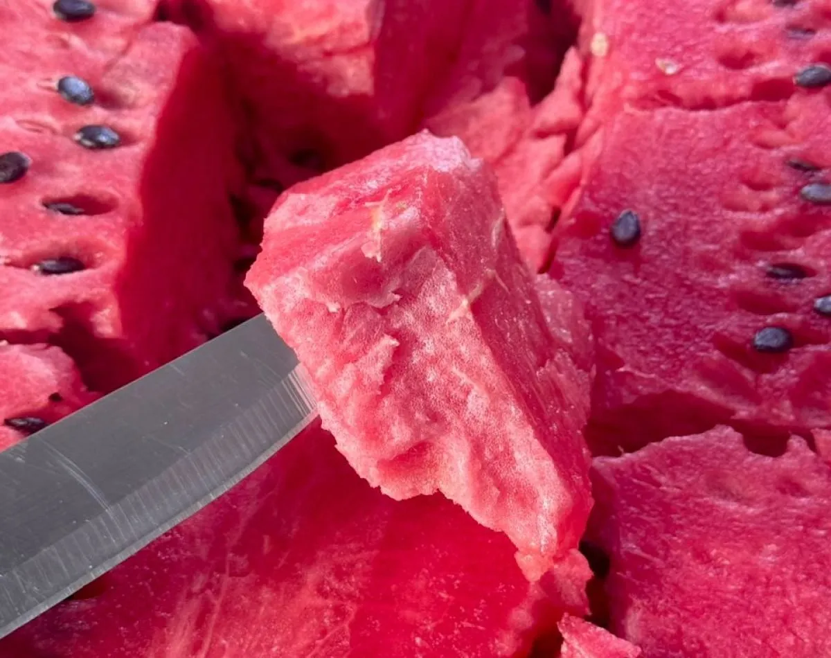 Fresh Moroccan Pastèque for export