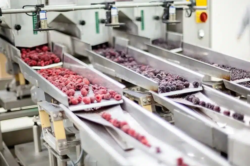 IQF frozen fruits export packing, Morocco
