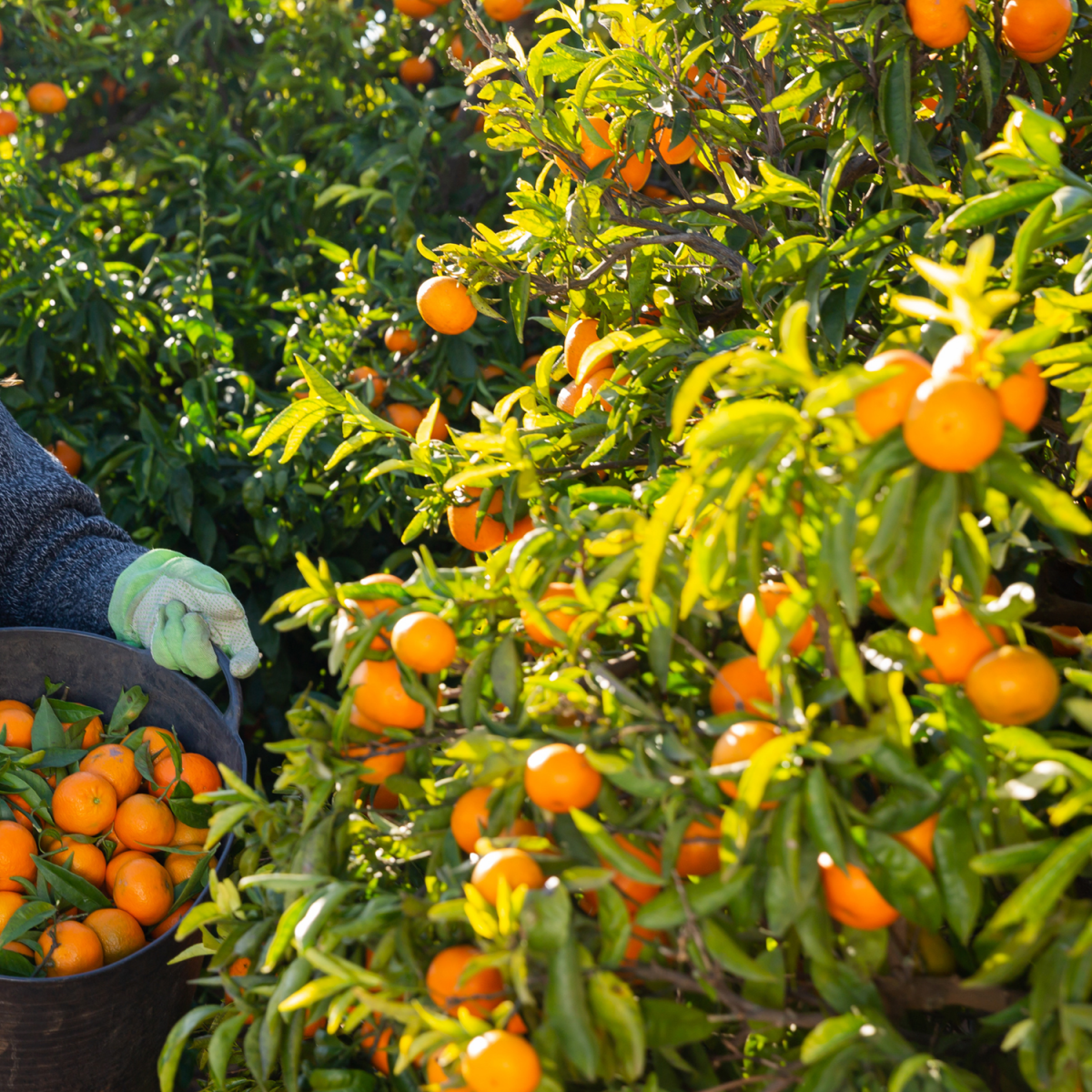 Mandarin