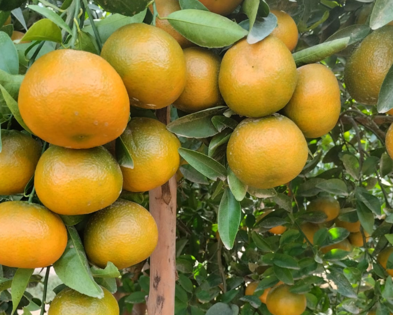 tree mandarin