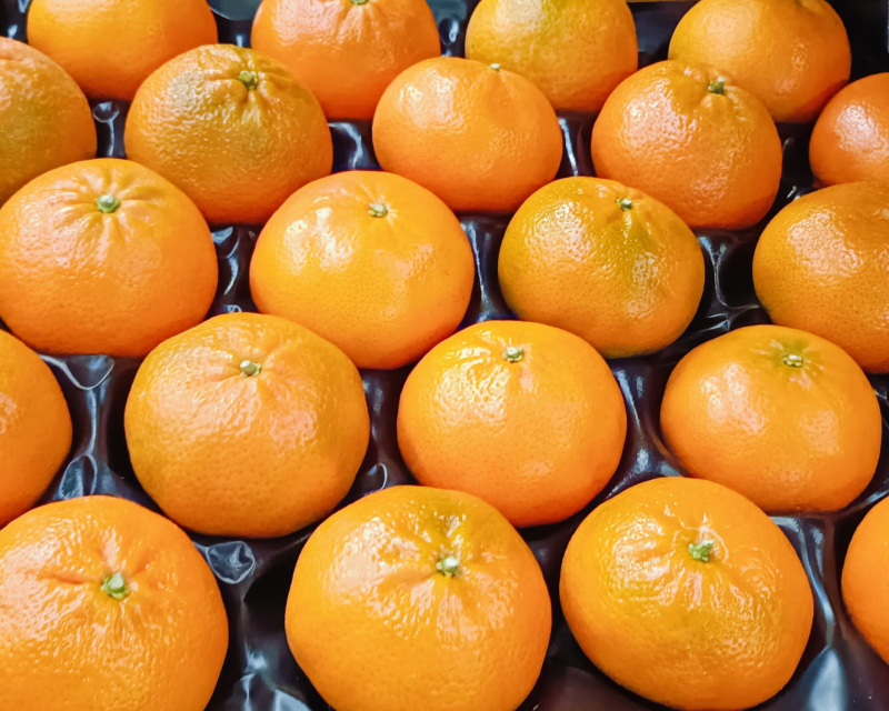 Mandarin Nadorcott for Export from Morocco