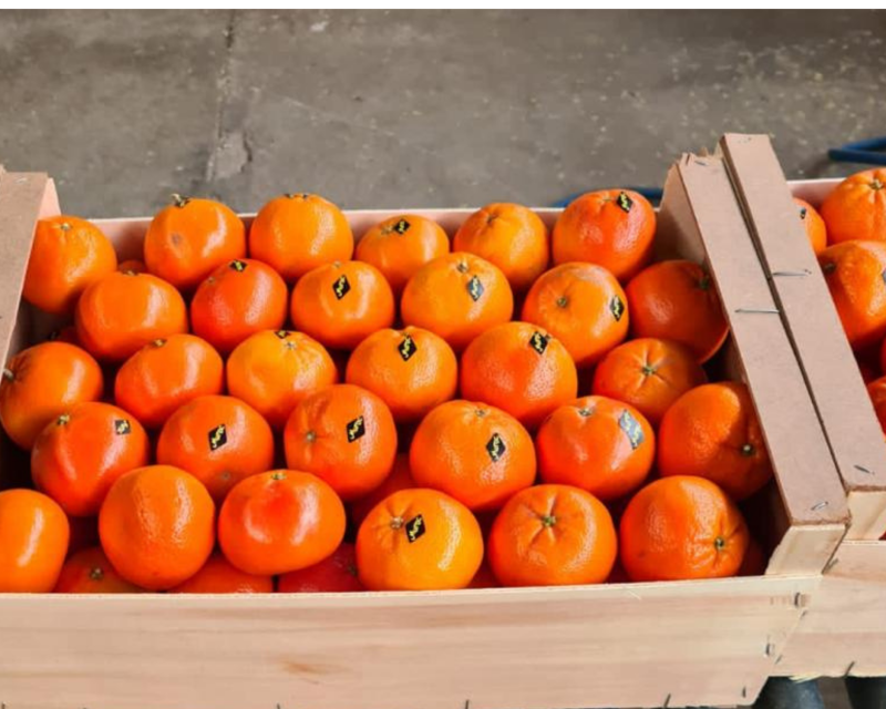 Packing Nadorcott for export