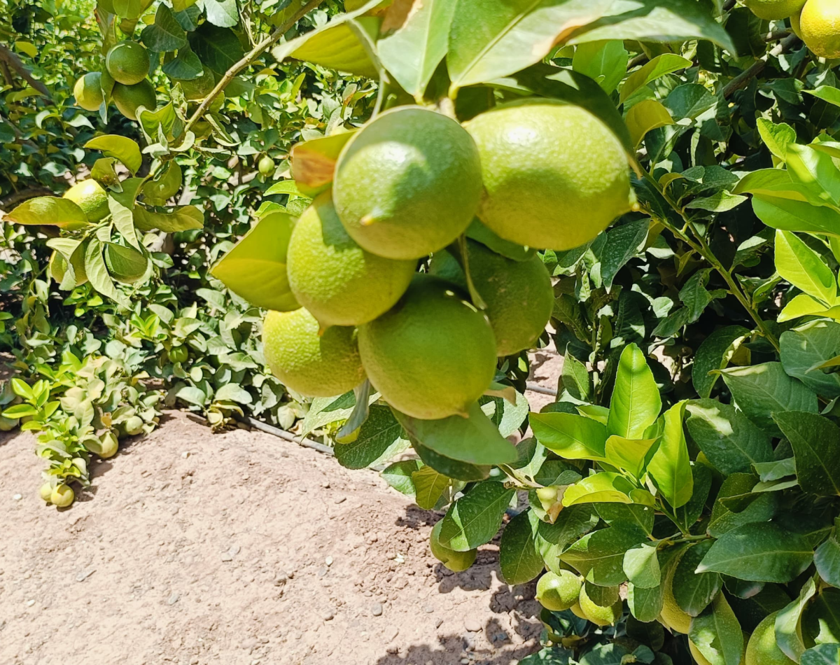 Morocco lemon