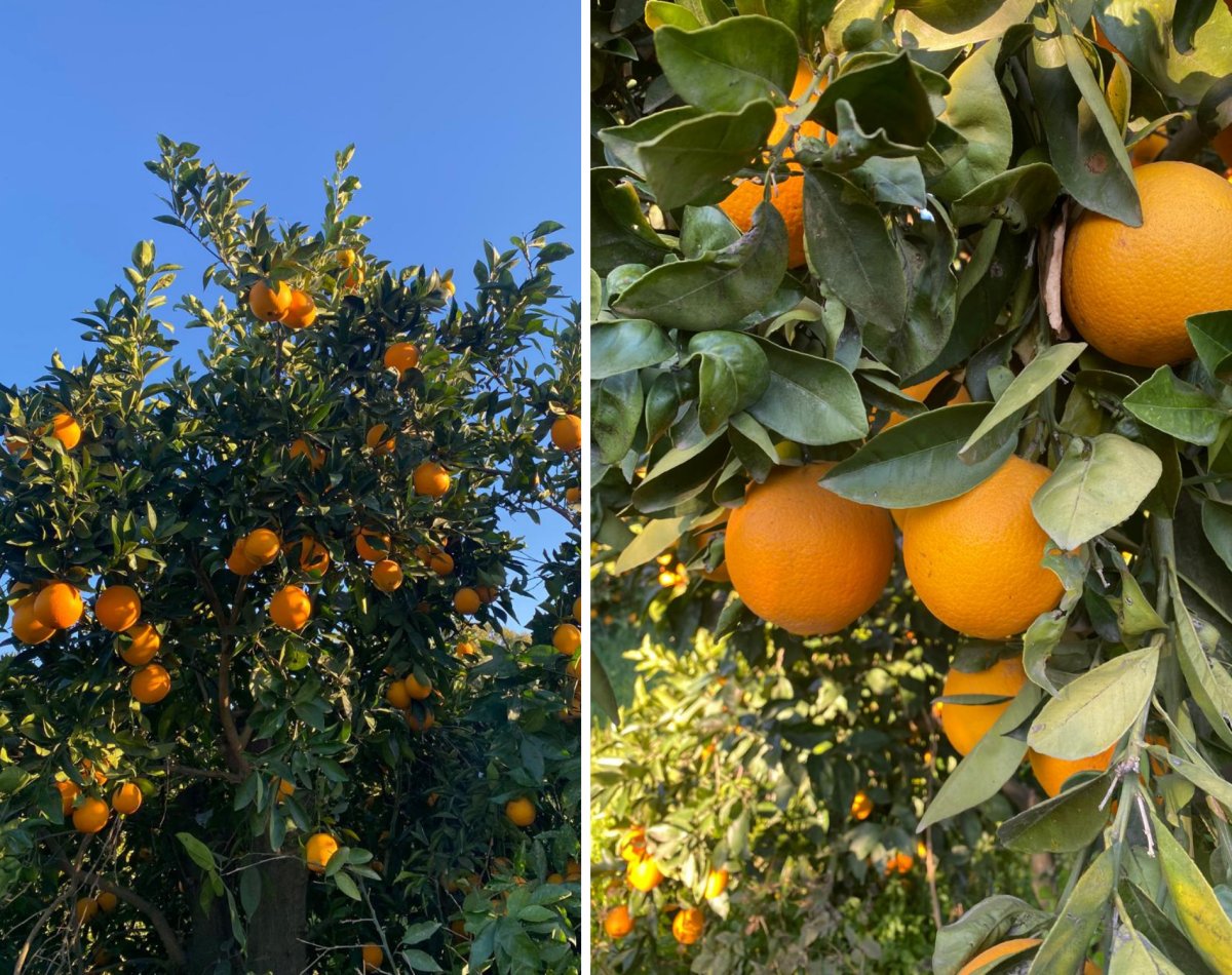 Orange
