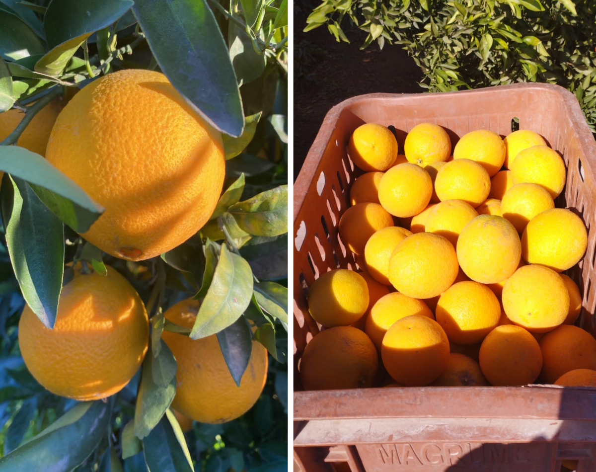 Orange (2)