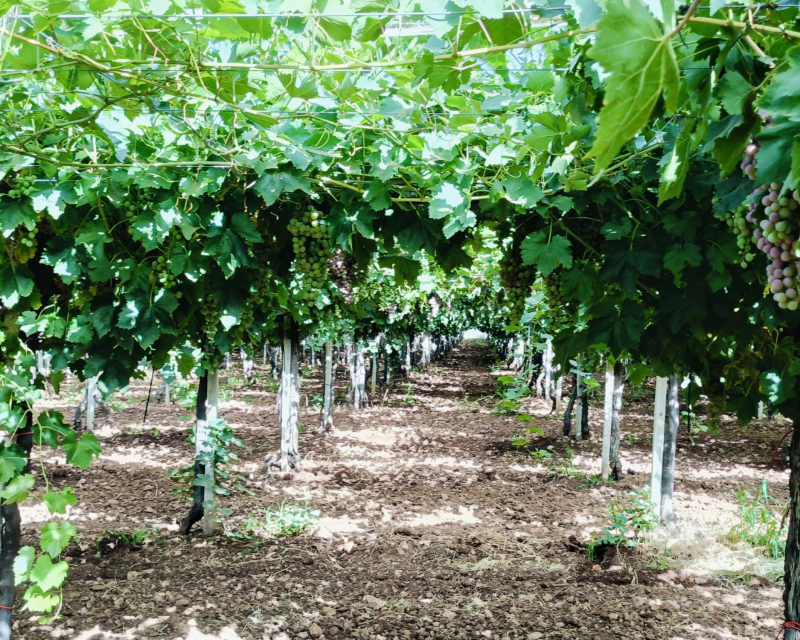 grapes (3)