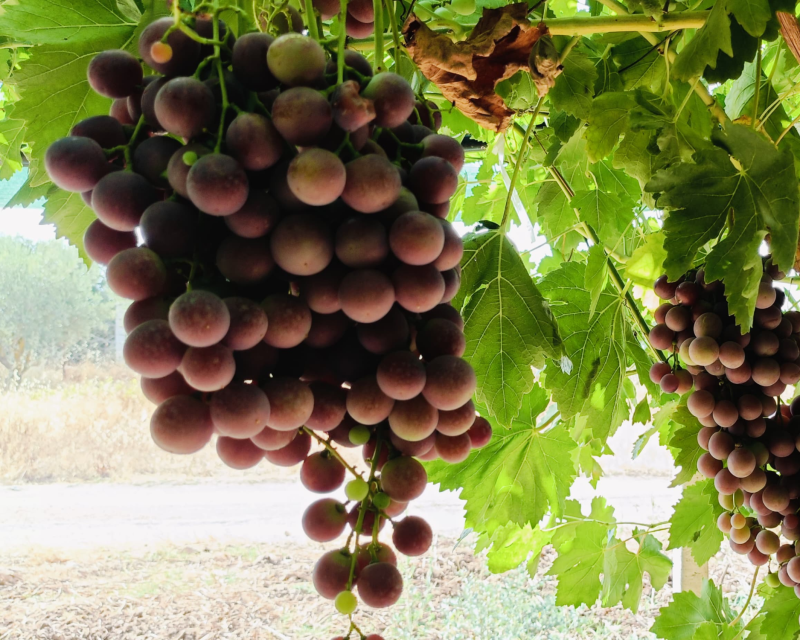 grapes (4)