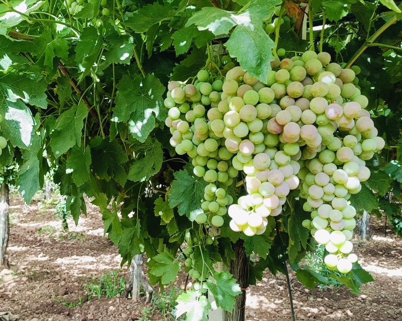 grapes (5)
