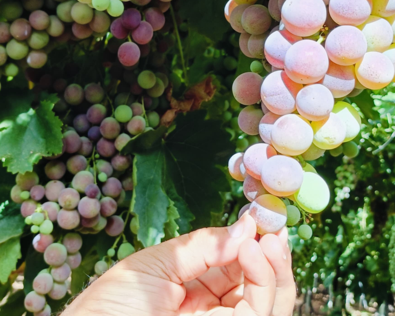 grapes (6)