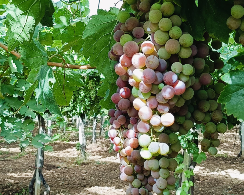 grapes (7)