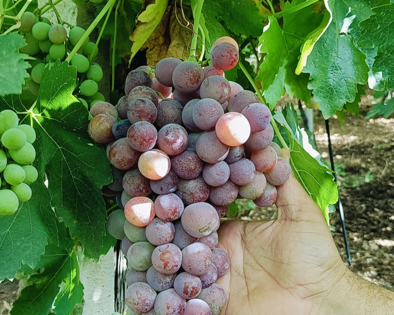 grapes (8)