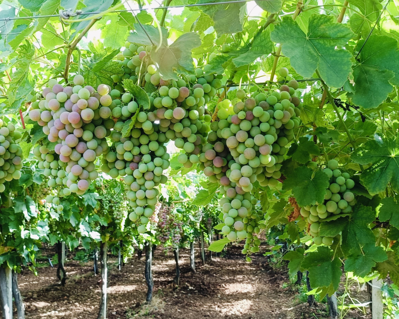 grapes (9)