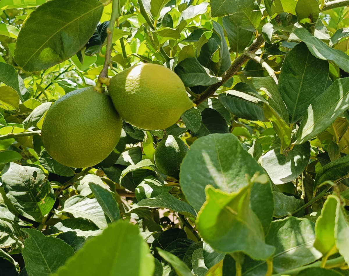 green lemon