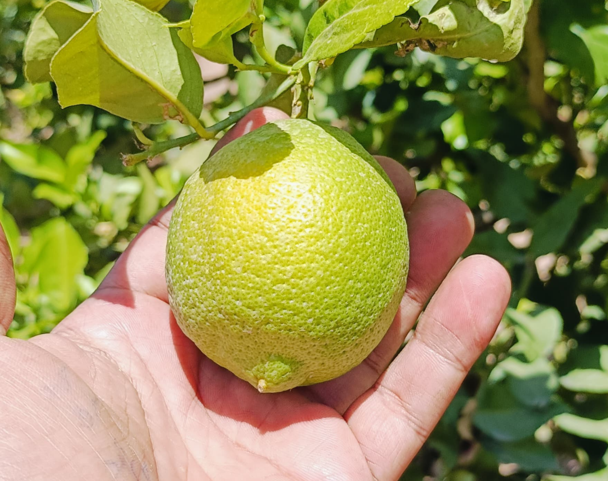 green lemon in hand