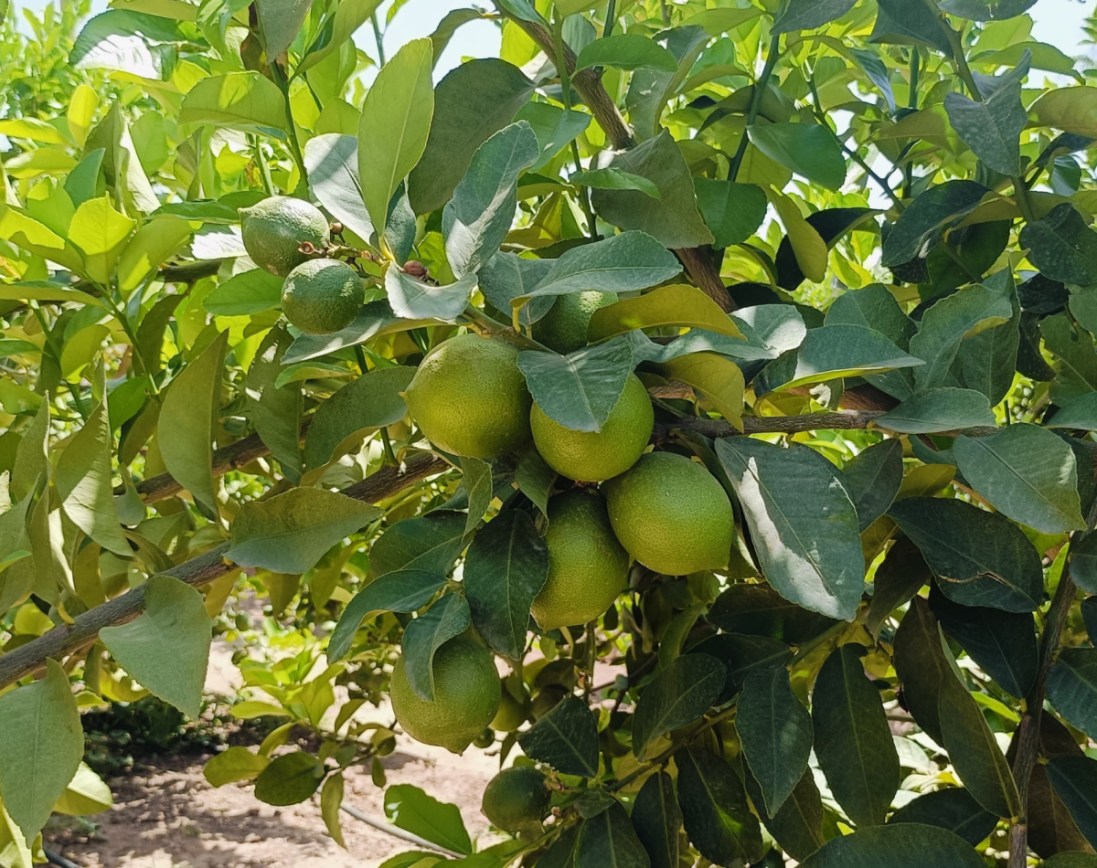 lemon (2)