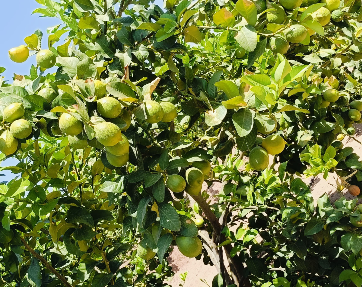 lemon Morocco