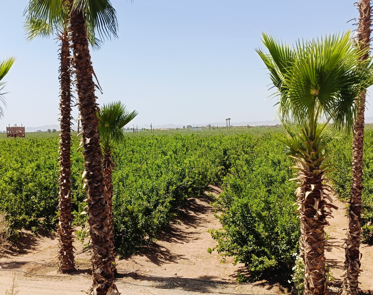 lemon farms