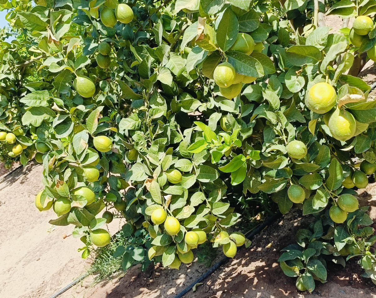 lemon in Morocco farms