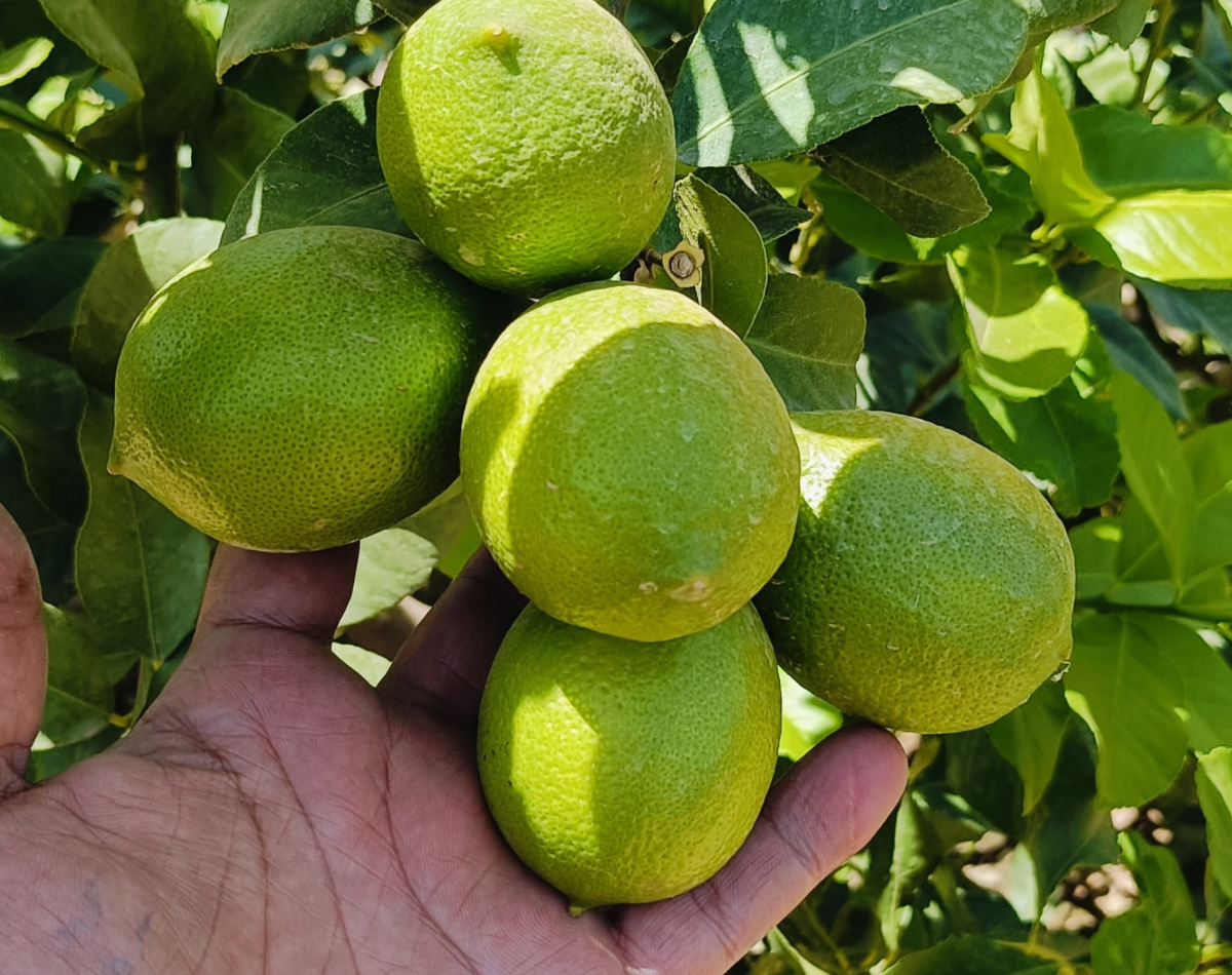 lemon in hand