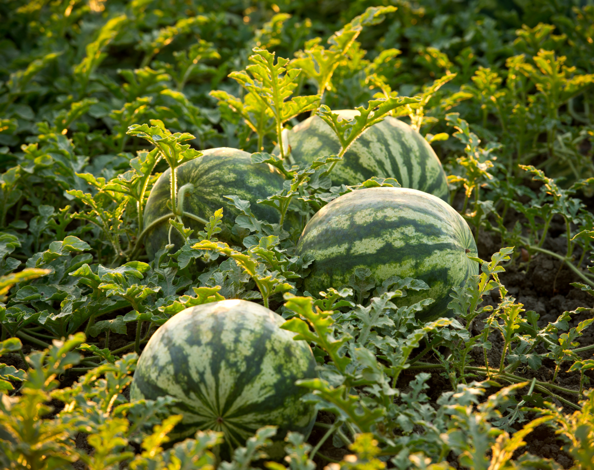 watermelon (2)