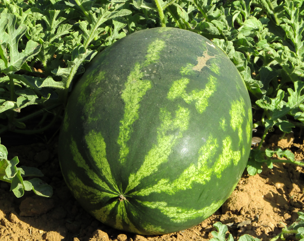 watermelon (3)