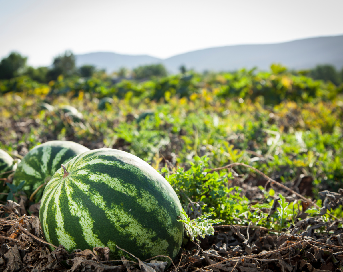 watermelon (6)