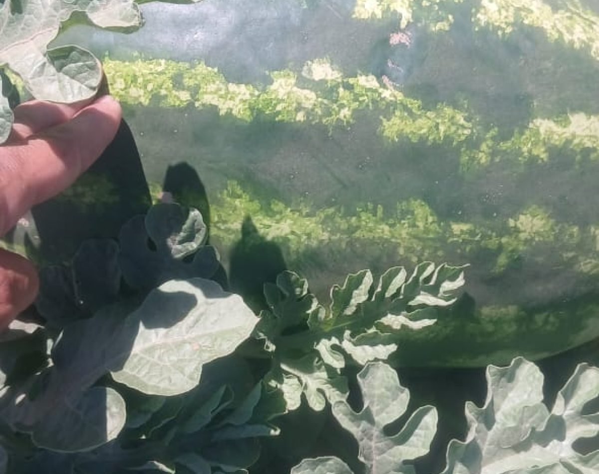 watermelon exort morocco