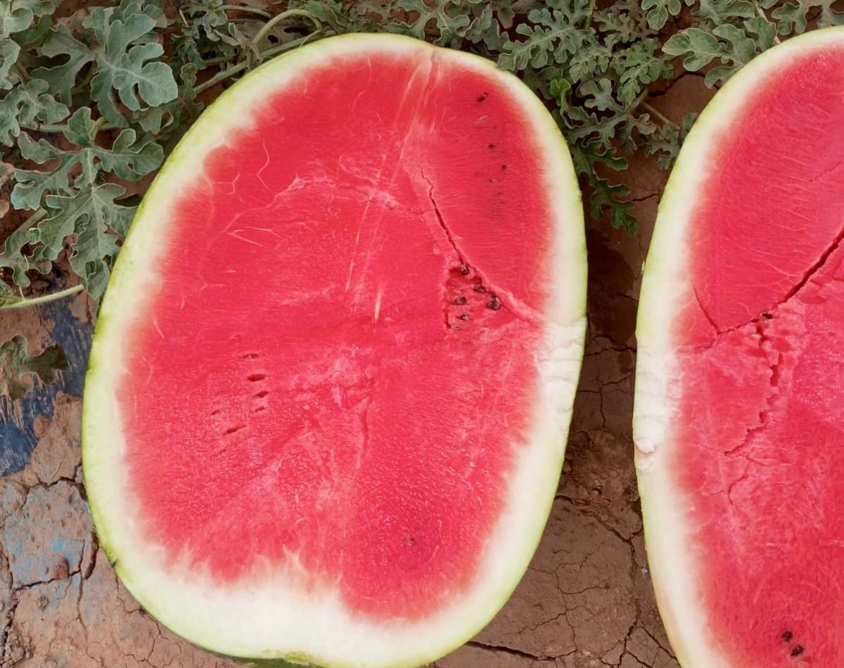 watermelon export